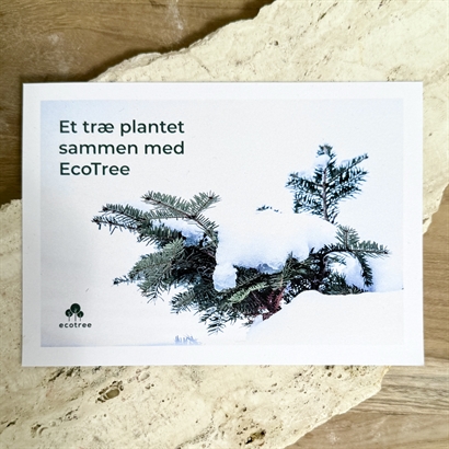 Donation. Plantera 10 träd i samarbete med ECO TREE